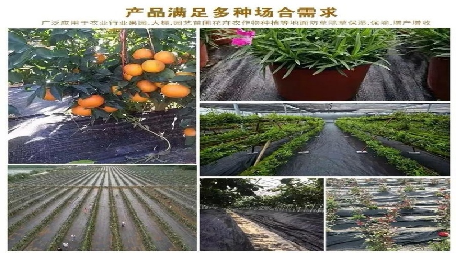 adba2bfe3810277a2abfd45cc2470ff2.jpg